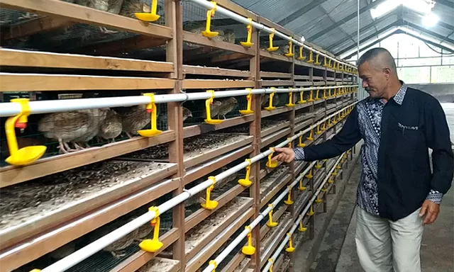 Pemdes Kepuharjo Cangkringan Sleman kembangkan usaha peternakan puyuh petelur, dukung program MBG dan buka lapangan kerja