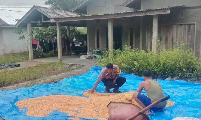 Dukung Ketahanan Pangan, Polsek Batu Hampar Monitoring Penjemuran Jagung Pipil 