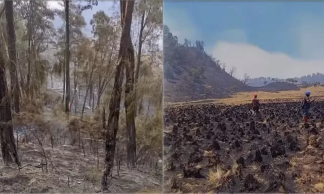 Karhutla Jatim Makin Meluas, Gunung Buthak-Kawinajang Terbakar 1.000 Hektare, Water Bombing Terkendala Angin