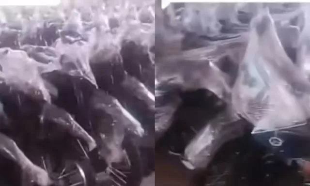 Nasib Motor Listrik BGN: Bukan Barang Sitaan, Kejagung Izinkan untuk Didistribusikan