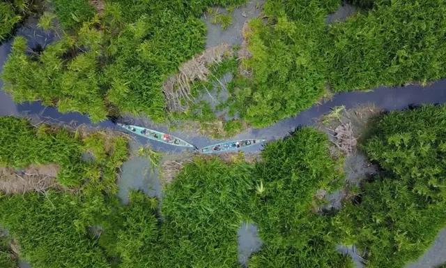 Mengenal Lahan Gambut Taman Nasional Sebangau, Simbol Perlawanan Maraknya Penebangan Liar