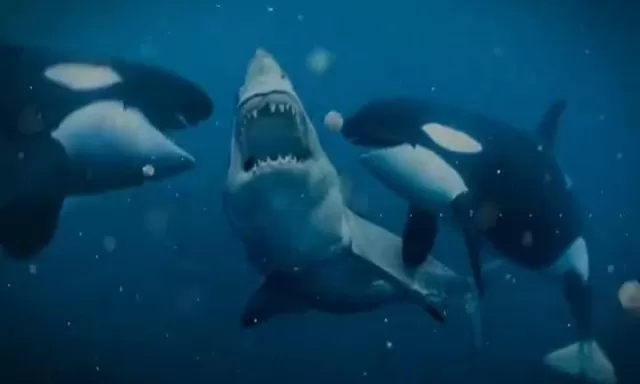 Mengenal Paus Orca! Meski Secara Fisik Mengemaskan, Mamalia Laut Terbesar Ini Punya Julukan Paus Pembunuh