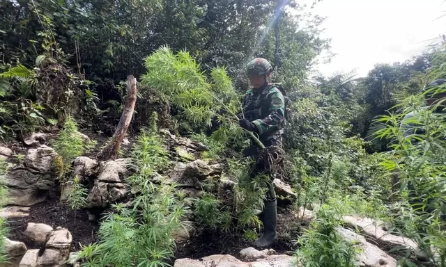 TNI Bongkar Ladang Ganja di Pegunungan Bintang Papua: Ada 740 Pohon Ditanam
