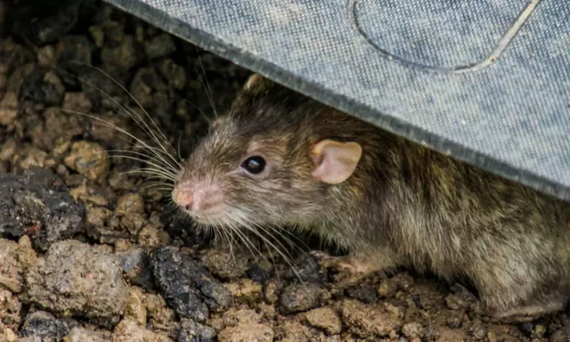 Mengenal Ancaman Virus Hanta yang Disebarkan Tikus di Lingkungan Rumah