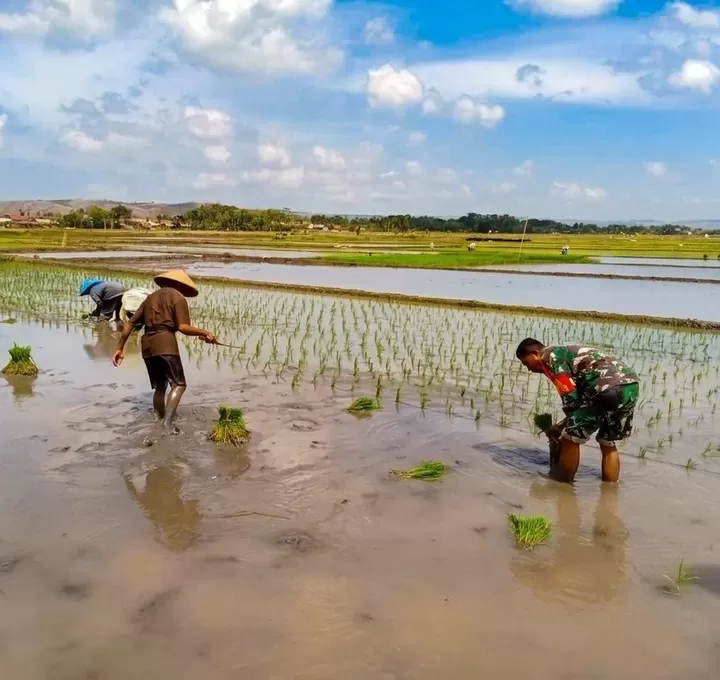 Dukung Swasembada Pangan, Babinsa Koramil 0808/09 Sutojayan Turun Ke Sawah Bantu Petani Tanam Padi