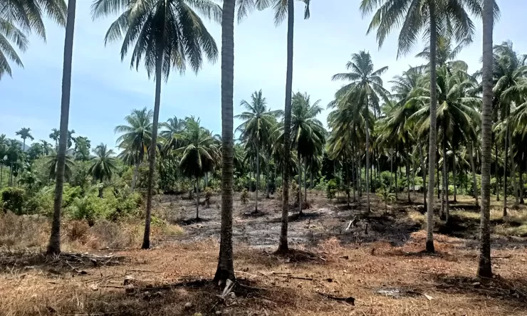 Kebakaran kebun kelapa di Aceh Besar diduga berawal dari pembakaran sampah