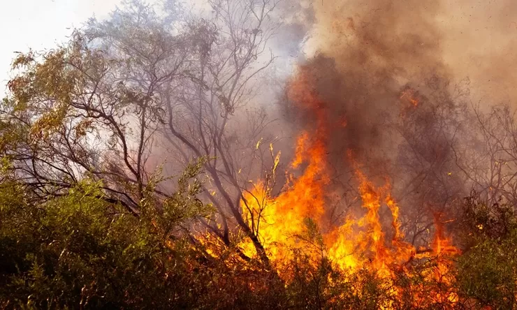 Pekerja Lapangan Paling Rentan Terpapar Kabut Asap Kebakaran Hutan, Bisakah Mereka WFH?