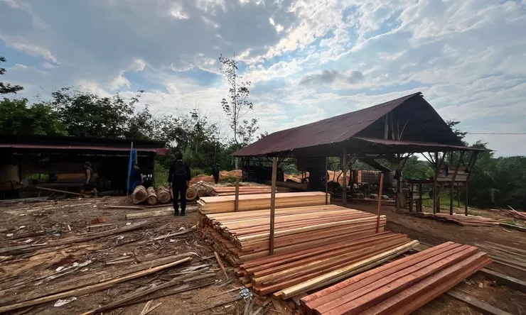 Bongkar Sawmill Ilegal di Kampar, Polda Riau Sita Ratusan Batang Kayu Hasil Illegal Logging