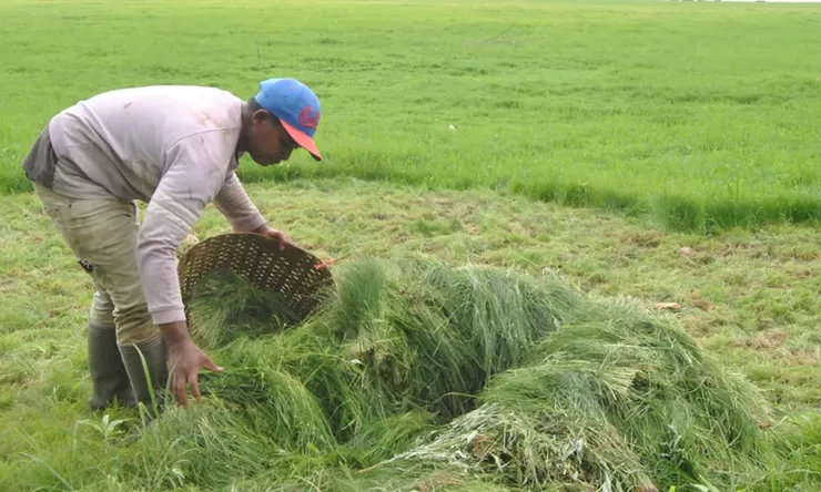 Rumput Situ Gede Kota Tasik Jadi Berkah, Para Penyabit Rumput Raup Penghasilan di Tengah Kemarau