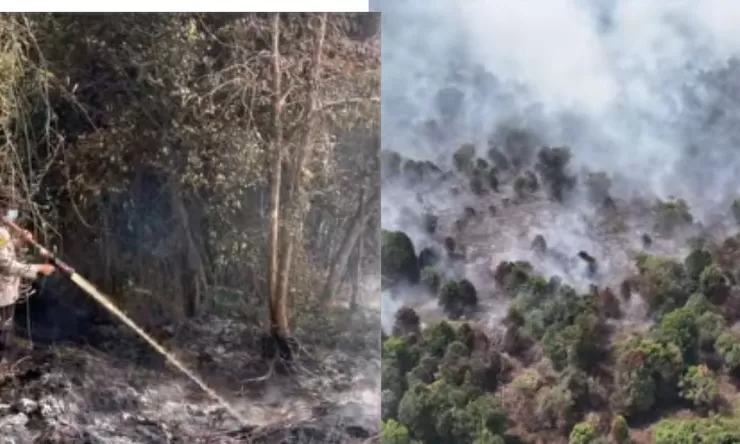Karhutla Riau 2026 Bakar 904 Hektare, Polda Riau Ungkap 40 Tersangka dan Dugaan Motif Buka Lahan