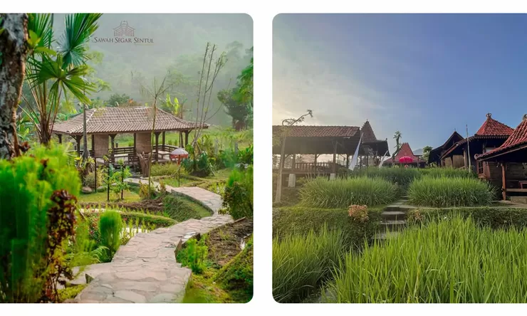 Sawah Segar Sentul Bogor, Destinasi Tempat Makan di Tengah Sawah Hijau, Cocok untuk Kulineran dan Quality Time