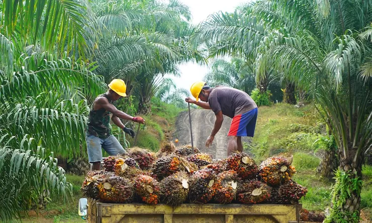Harga TBS Sawit Pekan Ini Naik, Tertinggi Capai Rp3.846 per Kilogram