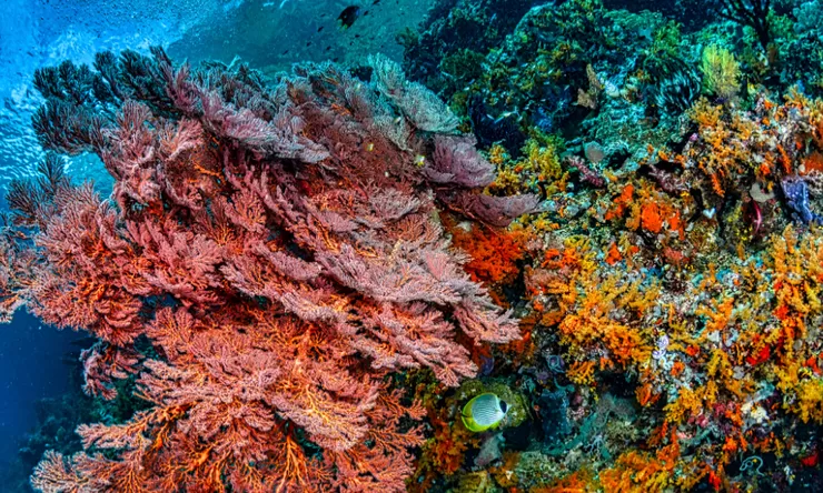 Riset 20 Tahun Ungkap Ketangguhan Terumbu Karang Indonesia, Namun Ancaman Pemanasan Laut Kian Nyata