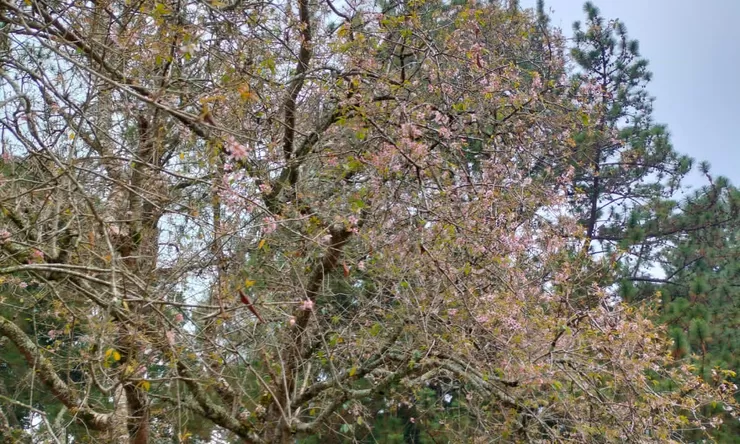 Pesona Sakura Bermekaran, Kebun Raya Cibodas Tawarkan Panorama Alam yang Menawan