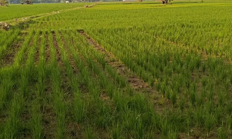 Sawah mengering di Subang, ratusan hektare padi terancam gagal panen