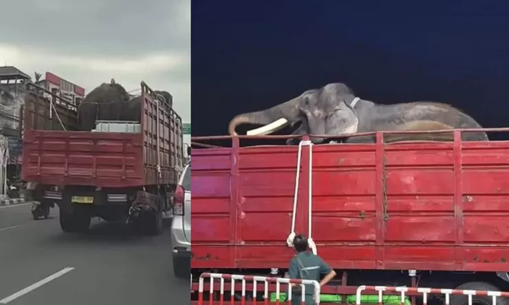 Heboh pemindahan dua gajah dari GL Zoo Jogja ke Tabang Zoo Kaltim, Kemenhut: Sudah disiapkan sejak 2025