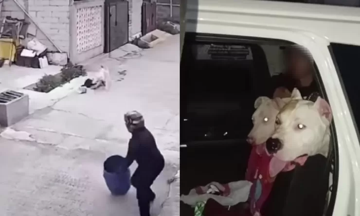 Insiden anjing pitbull serang bocah di Bandung: Langsung masuk rumah karantina dan korban yang mendapat 27 jahitan