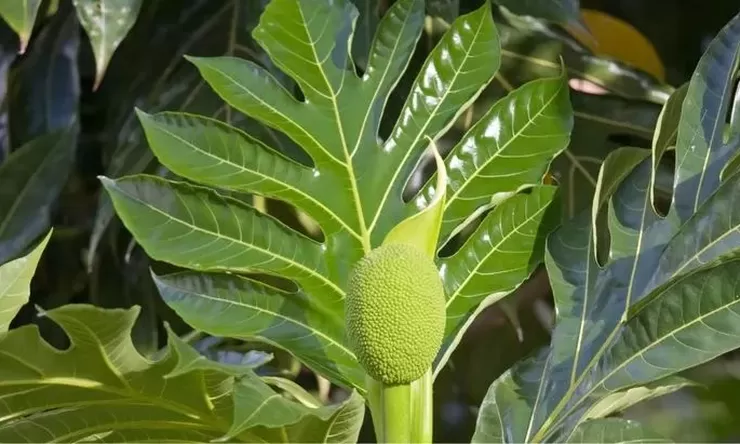 Manfaat Daun Sukun Ampuh Atasi Diabetes, Jantung, dan Kesehatan Tubuh