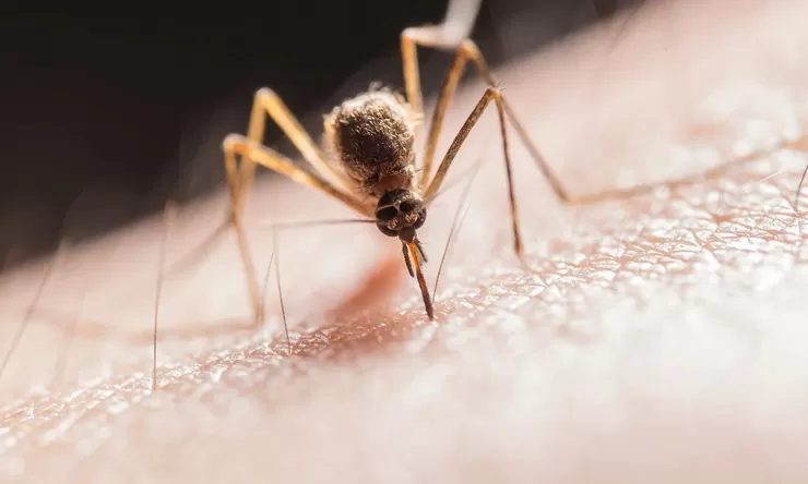 Cara Ampuh Menghindari Atau Membunuh Nyamuk Tanpa Semprotan Kimia