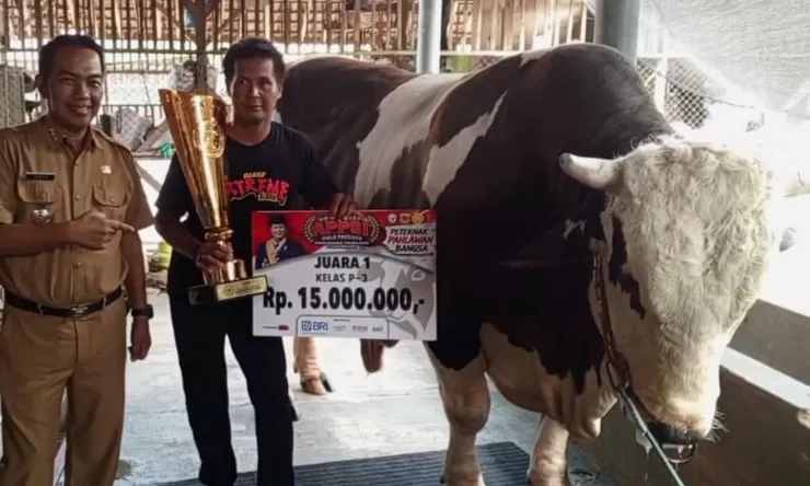 Mengenal Robin Hood, Sapi 1,48 Ton dari Tanjungkerta Sumedang yang Sabet Juara Nasional dan Dilirik KDM