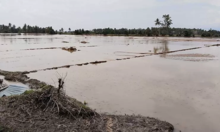 Banjir Parigi Moutong Jebol Irigasi dan Rendam 100 Hektar Sawah di Dolago Padang