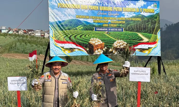 Tawangmangu Jadi Andalan Bawang Putih Jateng, Panen 1,25 Ton Dukung Ketahanan Pangan Nasional
