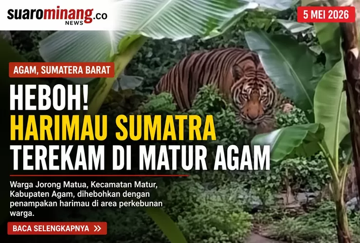 Heboh! Harimau Sumatra Terekam Muncul di Matur Agam, Warga Diminta Waspada