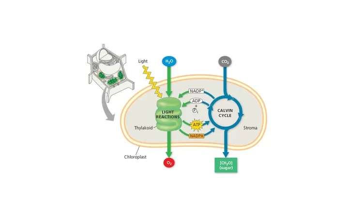 Fotosintesis: Pengertian Dan Penjelasan Dua Tahapan Prosesnya - Harian ...