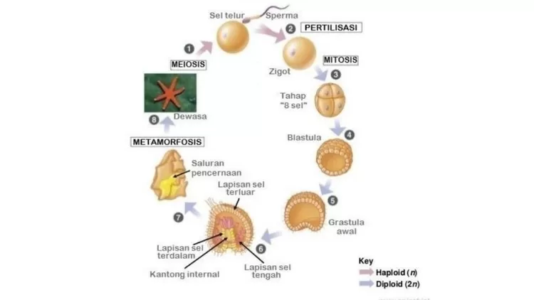 Morfologi, Fisiologi dan Daur Hidup Bintang Laut - Harian Haluan