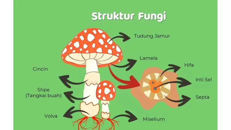 Struktur Dan Reproduksi Kingdom Fungi Jamur Harian Haluan