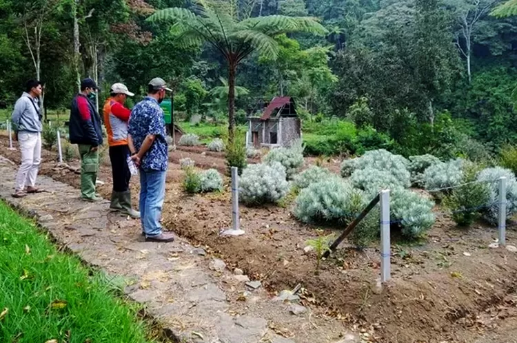 Demplot Bunga Edelweis Di Lereng Gunung Gede Pangrango, Upaya ...