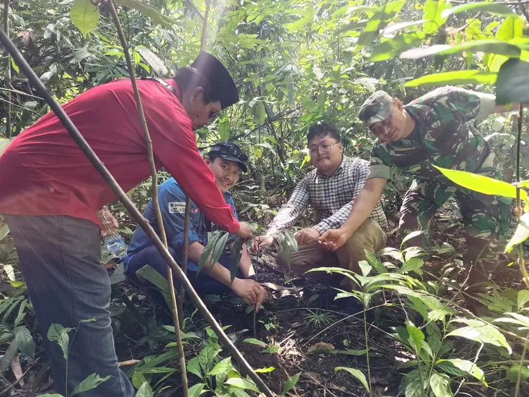 pohon kayu hitam