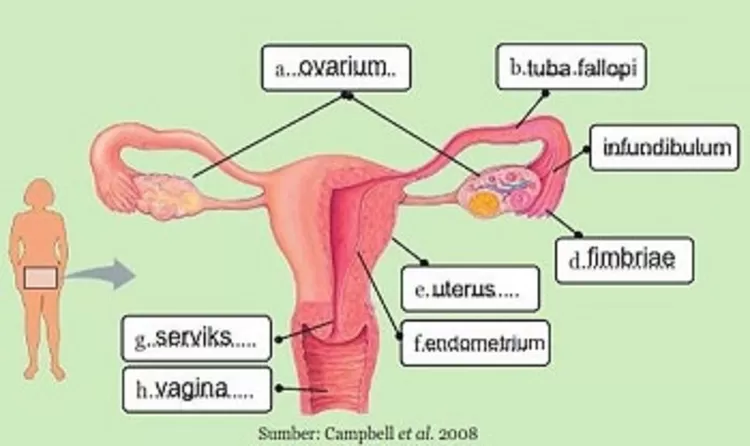 Apa Saja Struktur Dan Fungsi Organ Pada Sistem Reproduksi Wanita Inilah Daftarnya Materi Ipa 2041