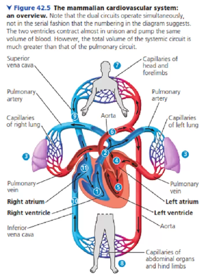 Urutan sederhana sistem peredaran darah besar dan sistem peredaran darah kecil