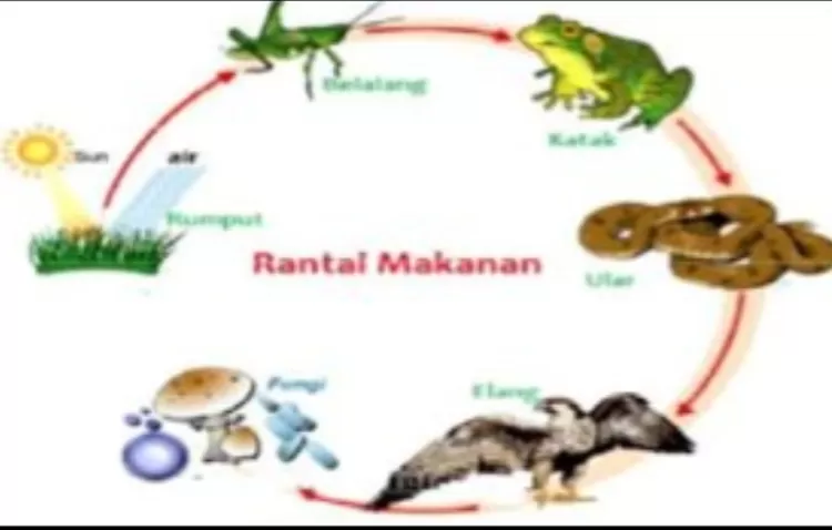 Terbaru, Ini 40 Contoh Soal UAS Biologi Kelas 10 Semester 2 Tahun ...