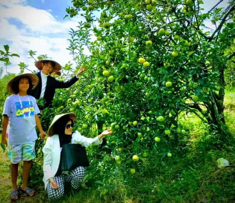 6 Rekomendasi Wisata Petik Buah Di Kota Batu, Nomor 1 Paling Banyak ...