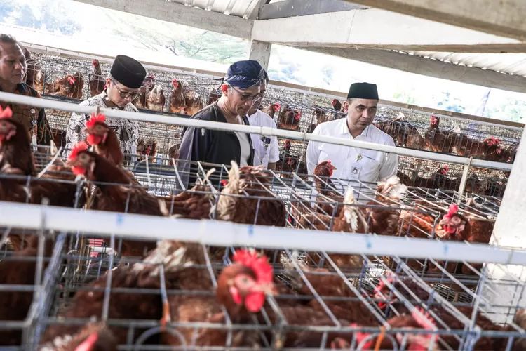 Wagub Jateng Taj Yasin Maimoen meninjau peternakan ayam milik BUMDes Kranggan