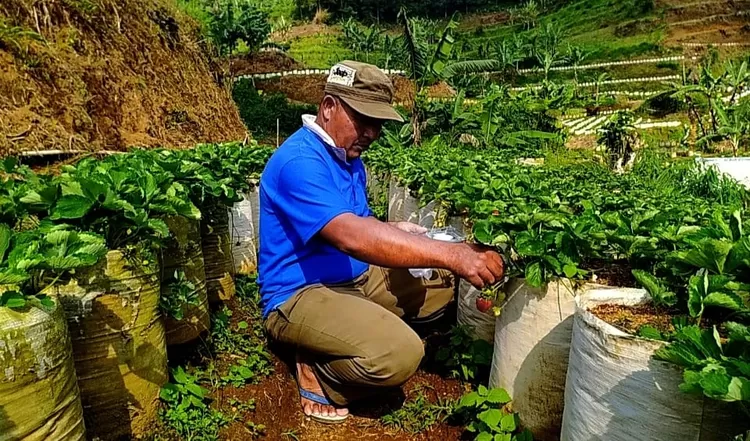 Puncak Pass Farm yang berlokasi di wilayah Kecamatan Cisarua menawarkan pengalaman memetik stroberi di ketinggia 800-1000 Mdpl.