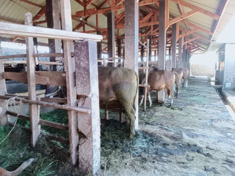 Puluhan sapi penyuplai kotoran sapi di Kelompok Peternak Harapan Desa Gontor,  Lingsar, Lombok Barat yang digunakan untuk bahan Biogas