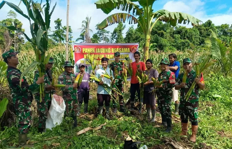 Wujudkan ketahanan pangan, Koramil Mapurujaya bersama Kelompok Tani panen jagung bersama.  Foto: Pen Kodim 1710 Mimika