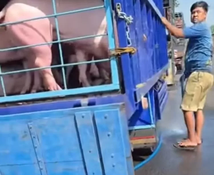 Lokasi tempat Babi dimandikan