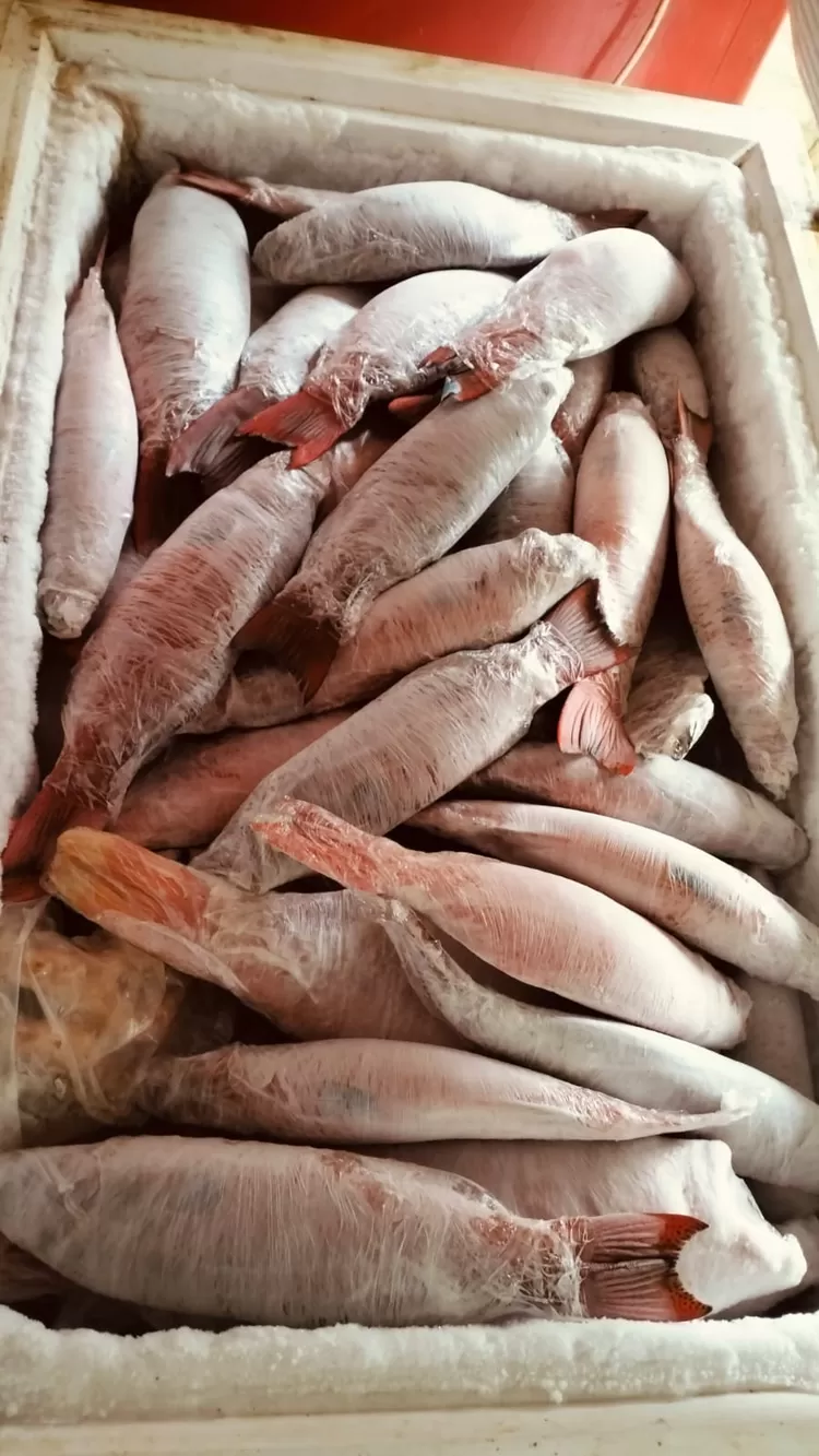 Ikan yang dijual dan dibeli CV Komandan Ikan Bang Jack. Foto: Istimewa