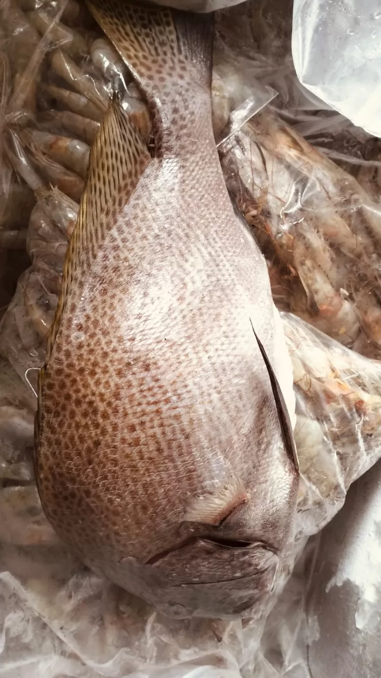 Ikan yang dijual dan dibeli CV Komandan Ikan Bang Jack. Foto: Istimewa