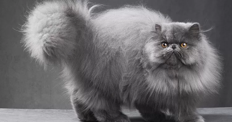 Persia, Si Manja Berbulu Panjang