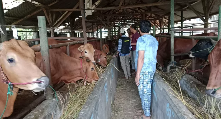 Menjelang Iduladha 1447 H, harga sapi kurban di Tasikmalaya naik Rp2 juta per ekor. Menariknya, sistem timbang hidup kini jadi pilihan utama konsumen.