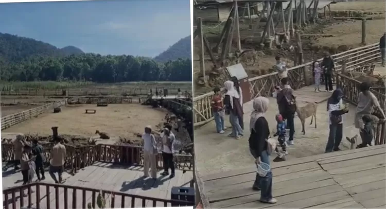 Wisatawan memadati kawasan Ranca Upas di Kecamatan Rancabali, Kabupaten Bandung, saat akhir pekan dan libur panjang, Sabtu, 30&nbsp;Mei 2026.