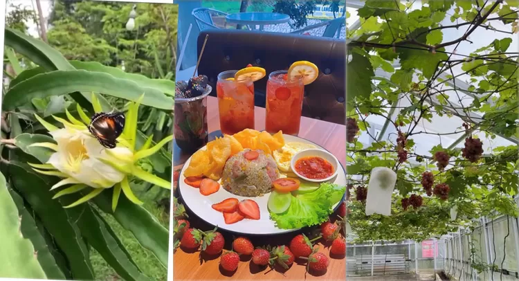 Sang Kanika Kuningan menghadirkan wisata edukatif terbaik, kebun buah naga kuning, dan panorama alam kaki Gunung Ciremai.