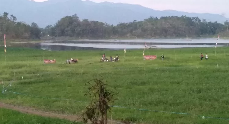 Rumput Situ Gede Kota Tasik menjadi berkah bagi para penyabit rumput. Area situ yang mengering dimanfaatkan untuk mencari pakan ternak sekaligus penghasilan.