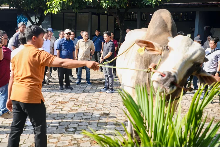 Hasilkan Sapi Premium, Berkah Setia Farm Jadi Percontohan Lumbung ...