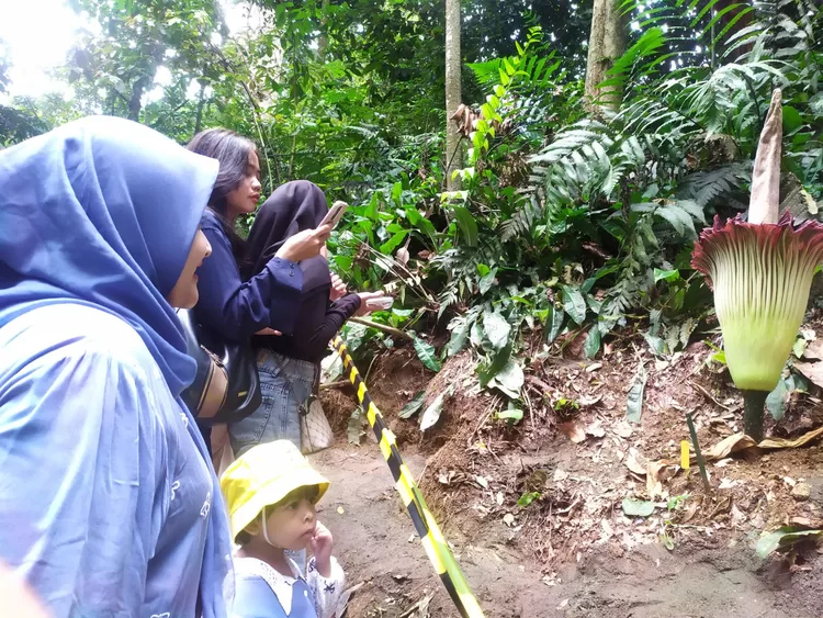 Bunga Bangkai Amorphophallus Titanum Mekar Sempurna, Ratusan Pengunjung Padati Kebun Raya Bogor